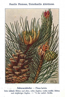 borovica čierna (Pinus nigra) - Unsere Waldbäume, Sträucher und Zwergholzgewächse. Heidelberg, Carl Winter`s Universitätsbuchhandlung