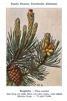 borovica horská (Pinus mugo) - Unsere Waldbäume, Sträucher und Zwergholzgewächse. Heidelberg, Carl Winter`s Universitätsbuchhandlung