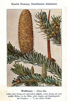 jedľa biela (Abies alba) - Unsere Waldbäume, Sträucher und Zwergholzgewächse. Heidelberg, Carl Winter`s Universitätsbuchhandlung