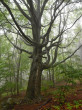 buk lesný (Fagus sylvatica) - krajinotvorný prvok (foto: I. Šimuneková)