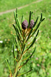 borovica malokvetá (Pinus parviflora) - samičie (♀) šištice (6/2024)