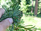 borovica malokvetá (Pinus parviflora) - šiška v 2 roku (6/2024)