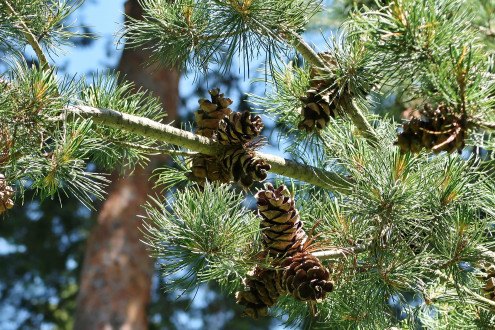 borovica malokvetá (Pinus parviflora) - ozdobná šiškami