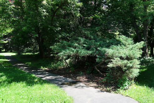 borievka netatová (Juniperus sabina)