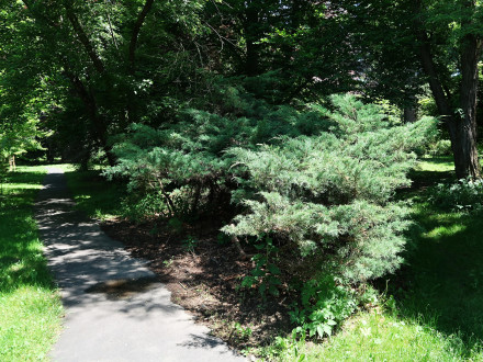 borievka netatová (Juniperus sabina) - Hrádocké arborétum (6/2024)