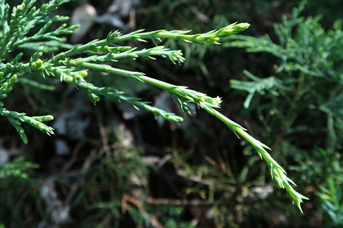 borievka netatová (Juniperus sabina) - šupinovité