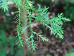 borievka netatová (Juniperus sabina) - ihlicovité