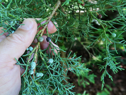 borievka netatová (Juniperus sabina)