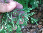 borievka netatová (Juniperus sabina) - ihlicovité