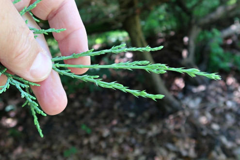 borievka netatová (Juniperus sabina) - výhonok