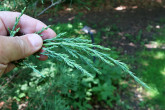 borievka netatová (Juniperus sabina) - šupinovité