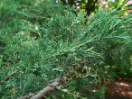 borievka netatová (Juniperus sabina) - šupinovité