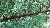 borievka netatová (Juniperus sabina) - kôra