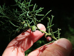 borievka netatová (Juniperus sabina)