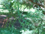 borievka netatová (Juniperus sabina) - ihlicovité