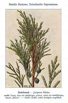 borievka netatová (Juniperus sabina) - Unsere Waldbäume, Sträucher und Zwergholzgewächse. Heidelberg, Carl Winter`s Universitätsbuchhandlung