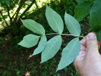 klokoč perovitý (Staphylea pinnata) - spodná strana