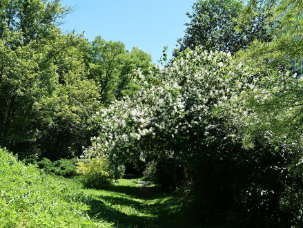 pajazmín vencový (Philadelphus coronarius) - ozdobný v čase kvitnutia (Hrádocké arporétum)