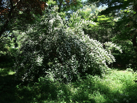 trojpuk drsný (Deutzia scabra) - ozdobný kvetmi (Hrádocké arborétum)