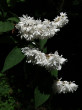 trojpuk drsný (Deutzia scabra) - ozdobný kvetmi