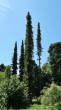 smrek omorikový (Picea omorica (Pančić) Purk.) - dekoratívna drevina štíhlym vzrastom