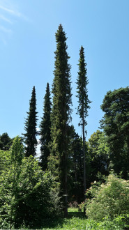 smrek omorikový (Picea omorica) - dekoratívna drevina štíhlym vzrastom