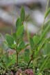 vŕba oštepovitolistá (Salix hastata)