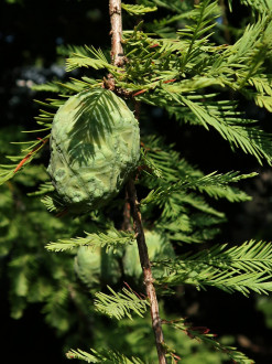 tisovec dvojradový (Taxodium distichum)