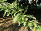 tisovec dvojradový (Taxodium distichum)