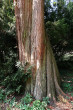 tisovec dvojradový (Taxodium distichum) - borka