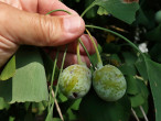 ginko dvojlaločné (Ginkgo biloba)