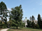 ginko dvojlaločné (Ginkgo biloba) - Park Topoľčianky (9/2024)