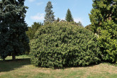 kalina vráskavolistá (Viburnum rhytidophyllum Hemsl.) - Park Topoľčianky (9/2024)