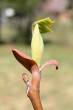 ľaliovník tulipánokvetý (Liriondendron tulipifera) - dve obalové šupiny