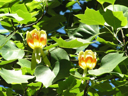 ľaliovník tulipánokvetý (Liriondendron tulipifera)