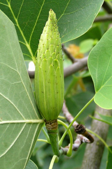 ľaliovník tulipánokvetý (Liriondendron tulipifera) - plodstvo podobné šiške