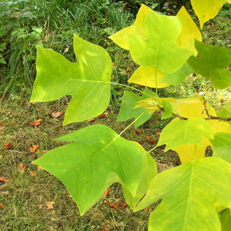 ľaliovník tulipánokvetý (Liriondendron tulipifera) - ozdobný jesennými listami