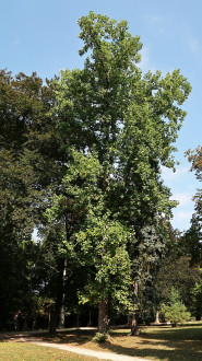 ľaliovník tulipánokvetý (Liriondendron tulipifera) - Park Topoľčianky (8/2024)