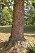 ľaliovník tulipánokvetý (Liriondendron tulipifera) - borka