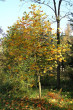 ľaliovník tulipánokvetý (Liriondendron tulipifera) - Hrádocké arborétum (10/2007)