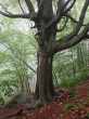 buk lesný (Fagus sylvatica) - ako krajinotvorný prvok 