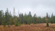 breza biela (Betula pubescens) - rašelinisko Peciská, Orava