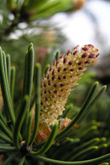 smrek Engelmannov (Picea Engelmannii) - ♂ šištice 