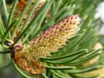 smrek Engelmannov (Picea Engelmannii) - ♂ šištice