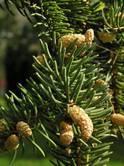 smrek Engelmannov (Picea Engelmannii) - ♂ šištice