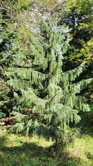 smrek kalifornský (Picea breweriana) - Arborétum Liptovský Hrádok