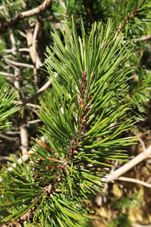 borovica horská (Pinus mugo)