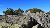 borovica horská (Pinus mugo)