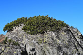 borovica horská (Pinus mugo)