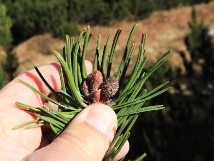 borovica horská (Pinus mugo)